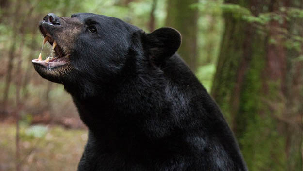 Seeing a bear might be an awesome experience on your Smoky Mountains camping but you need to be cautious. Via outsideonline.com