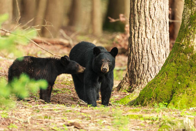 Seeing these bears would be one of the highlights of your Smoky Mountains camping. Via ronduckworthphoto.com