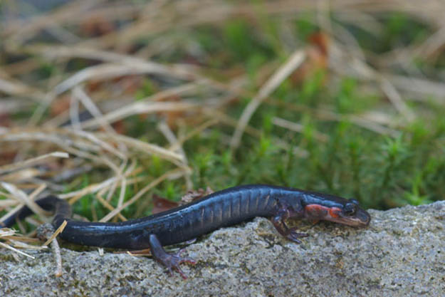 The Smokies is home to 30 different species of salamanders. Via wildherps.com