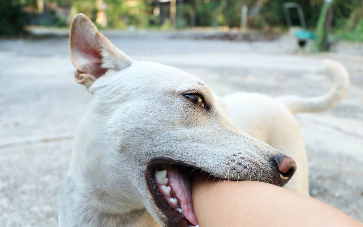 White dog bite on human arm | How To Argue With Non-Preppers 