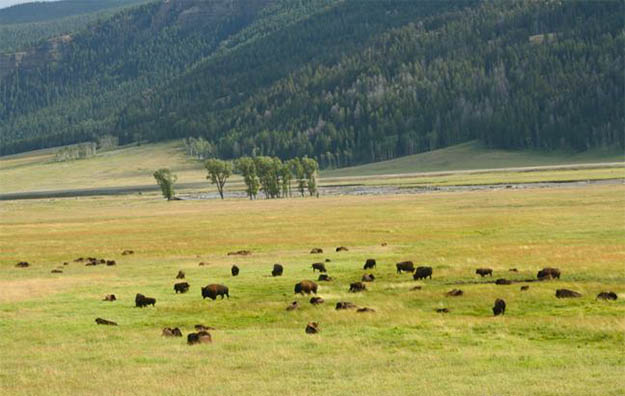 Your Yellowstone camping should include this valley that is considered the American serengeti. Via hikespeak.com