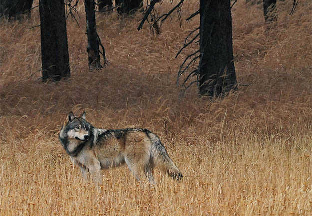 Wolves are not the only amazing animals on your Yellowstone camping vacation. Via defendersblog.org