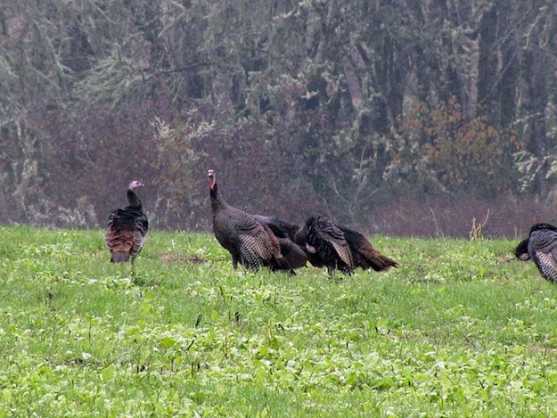 Connecticut Hunting Laws | Turkey Hunting