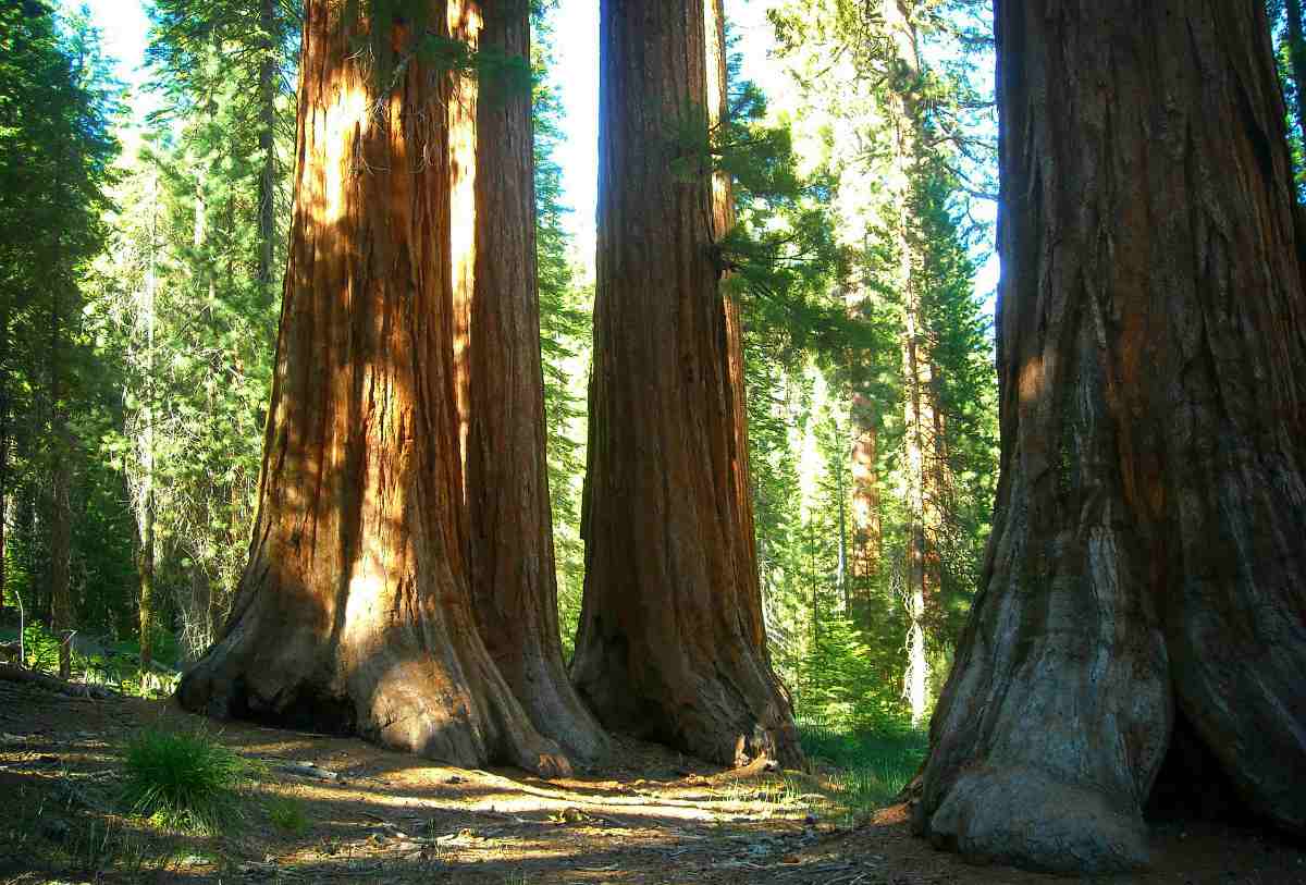 The giant trees in the forest | Yosemite National Park Camping | Survival Life National Park Series 