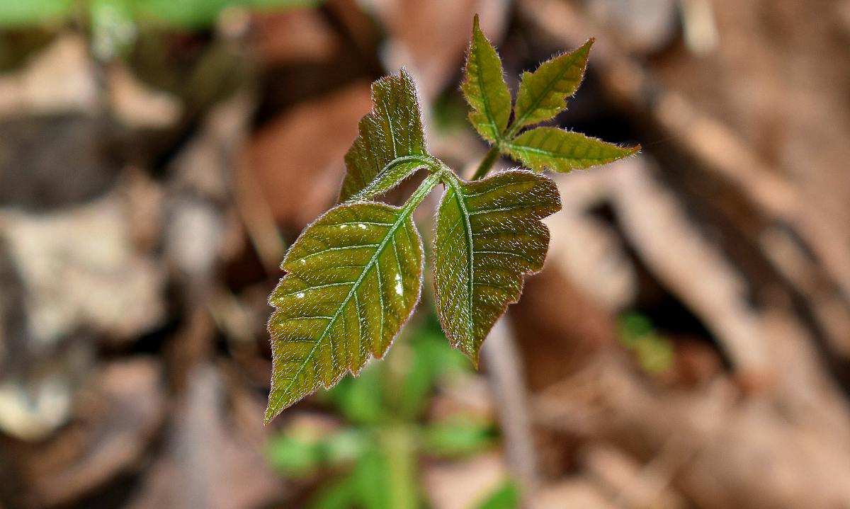 Selective focus poison ivy leaves | How To Prevent And Treat Poison Ivy, Oak, And Sumac