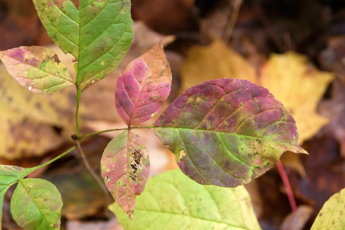 Poison ivy fall leaves | How To Prevent And Treat Poison Ivy, Oak, And Sumac