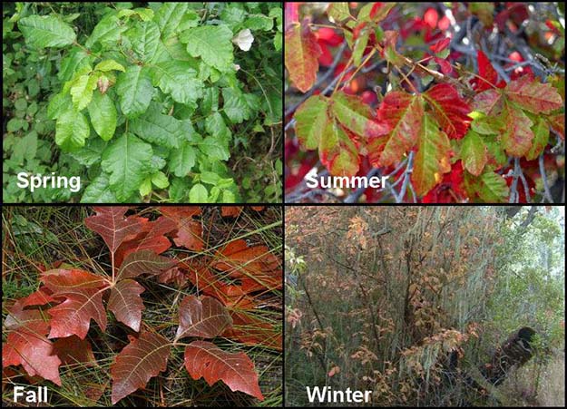 Poison Ivy, Oak and Sumac: Be Aware All Year Round | Survival Life