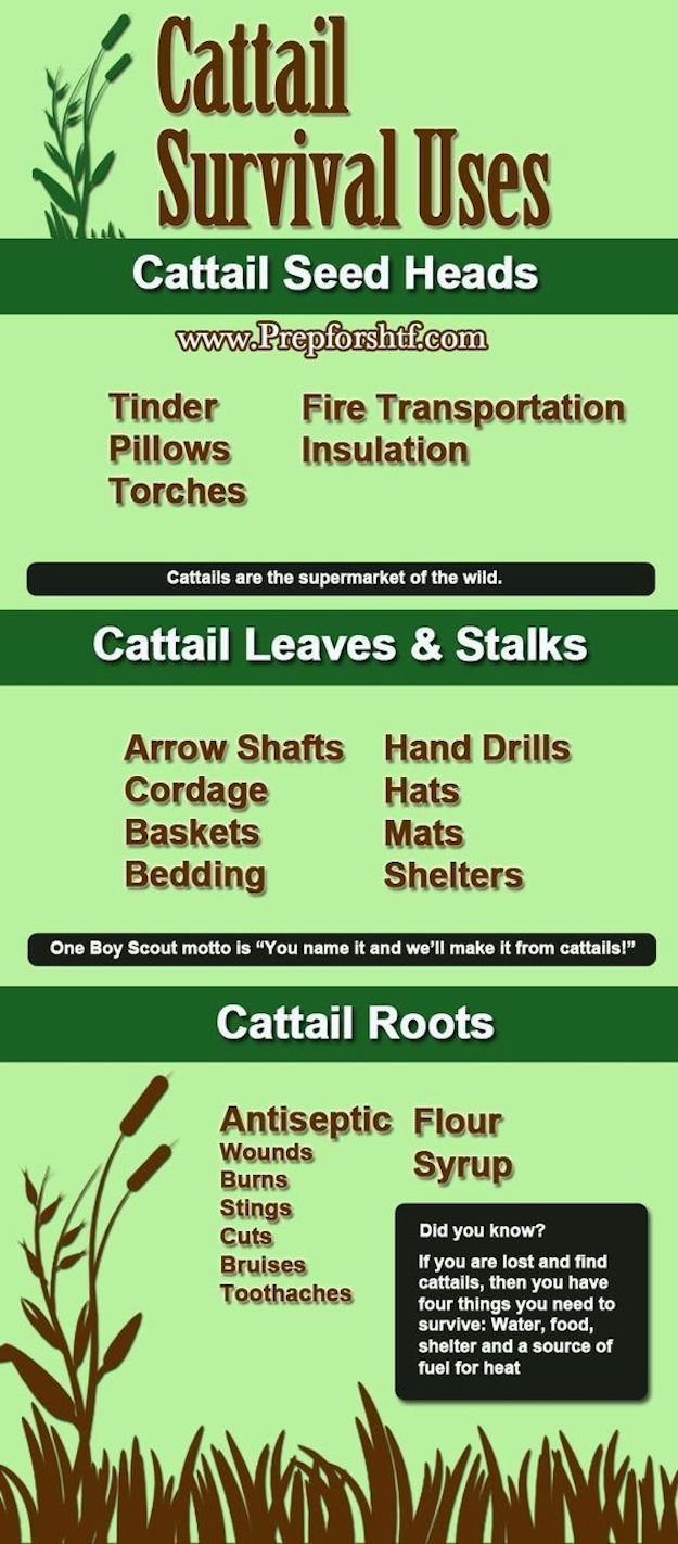 Infographic | Cattails Survival Uses