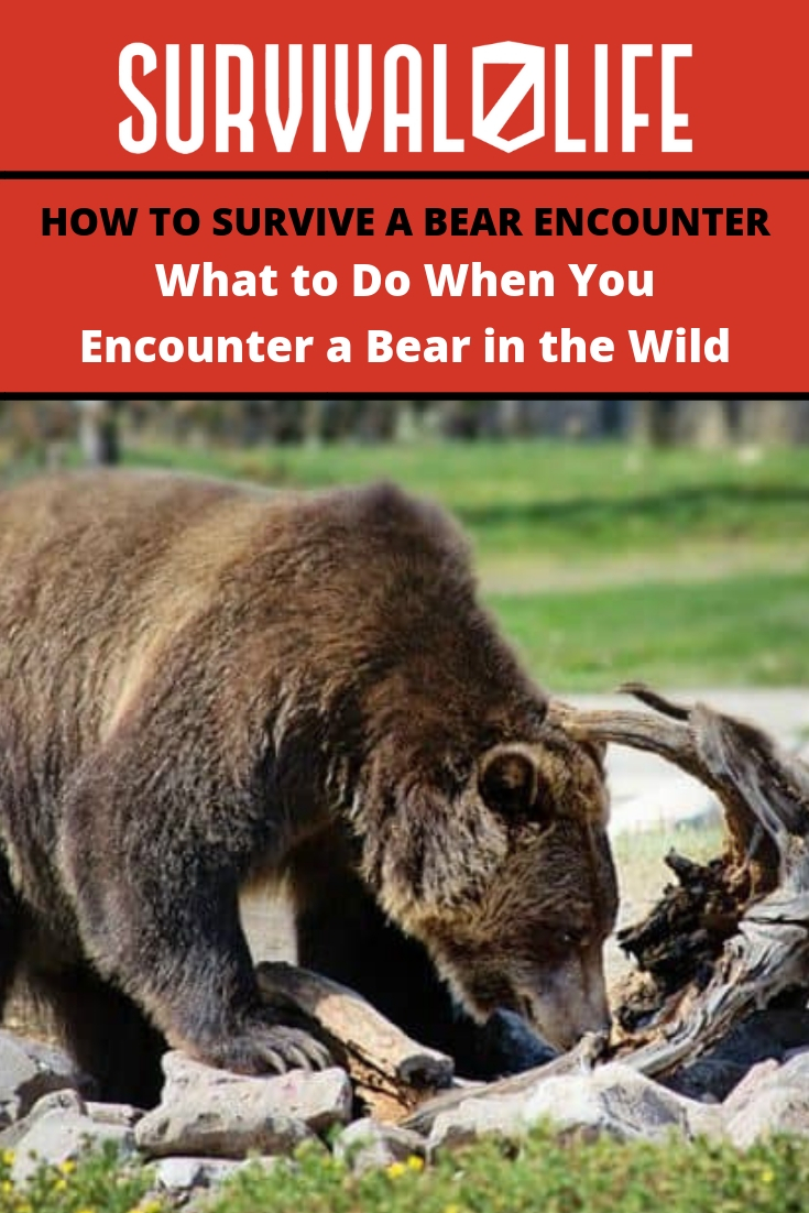 How to Survive a Bear Encounter