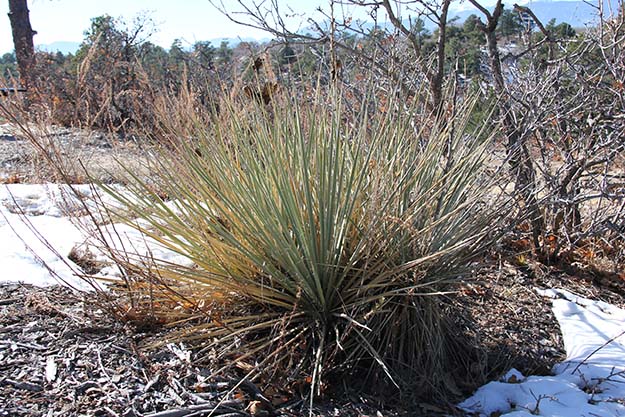 A narrowleaf yucca plant