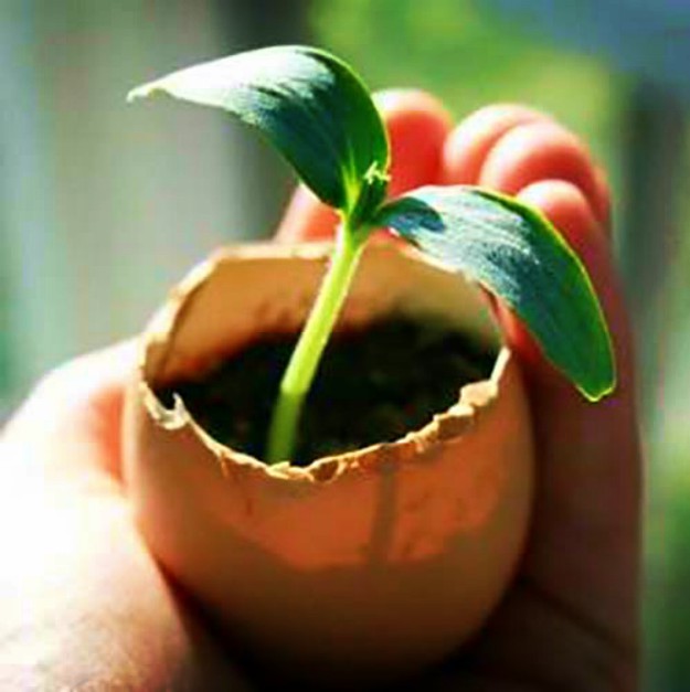 Using Eggshells to Start Your Seeds | Egg Carton Seedlings 