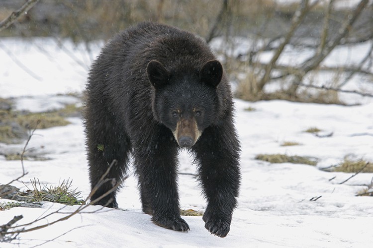 black bear in snow