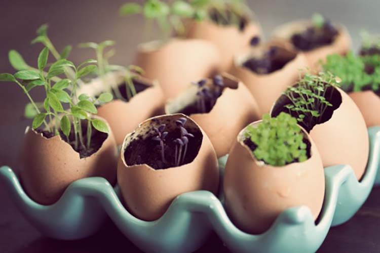 How to Grow Seeds in Eggshells and Egg Cartons | Survival Life