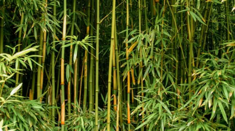 green bamboo forest maui hawaii bamboo feature ss