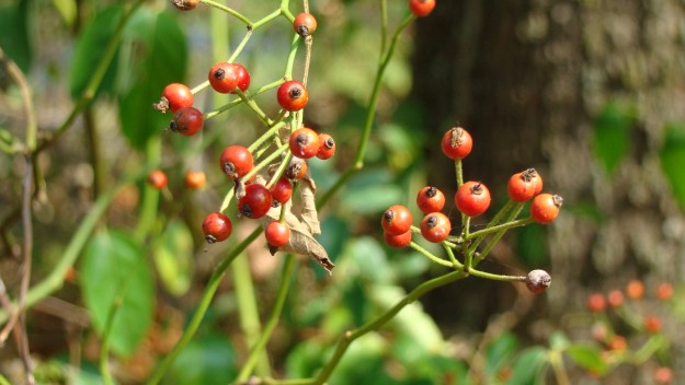 Wild Rose Hips | Make Your Own Winter Tea | A Great Drink for Comfort and Health