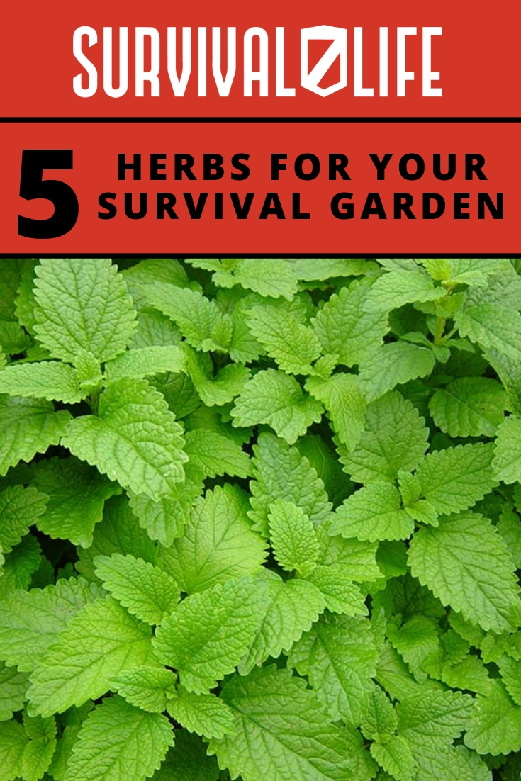 5 Herbs for Your Survival Garden