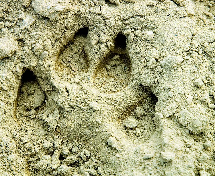 identifying animal tracks