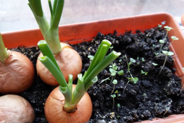 Onions | Container Gardening for Your Patio or Balcony