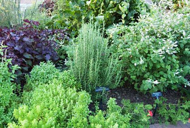 herbs for your survival garden