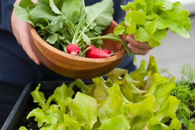 Radishes | Container Gardening for Your Patio or Balcony