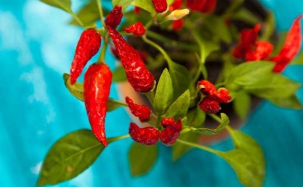 Peppers | Container Gardening for Your Patio or Balcony
