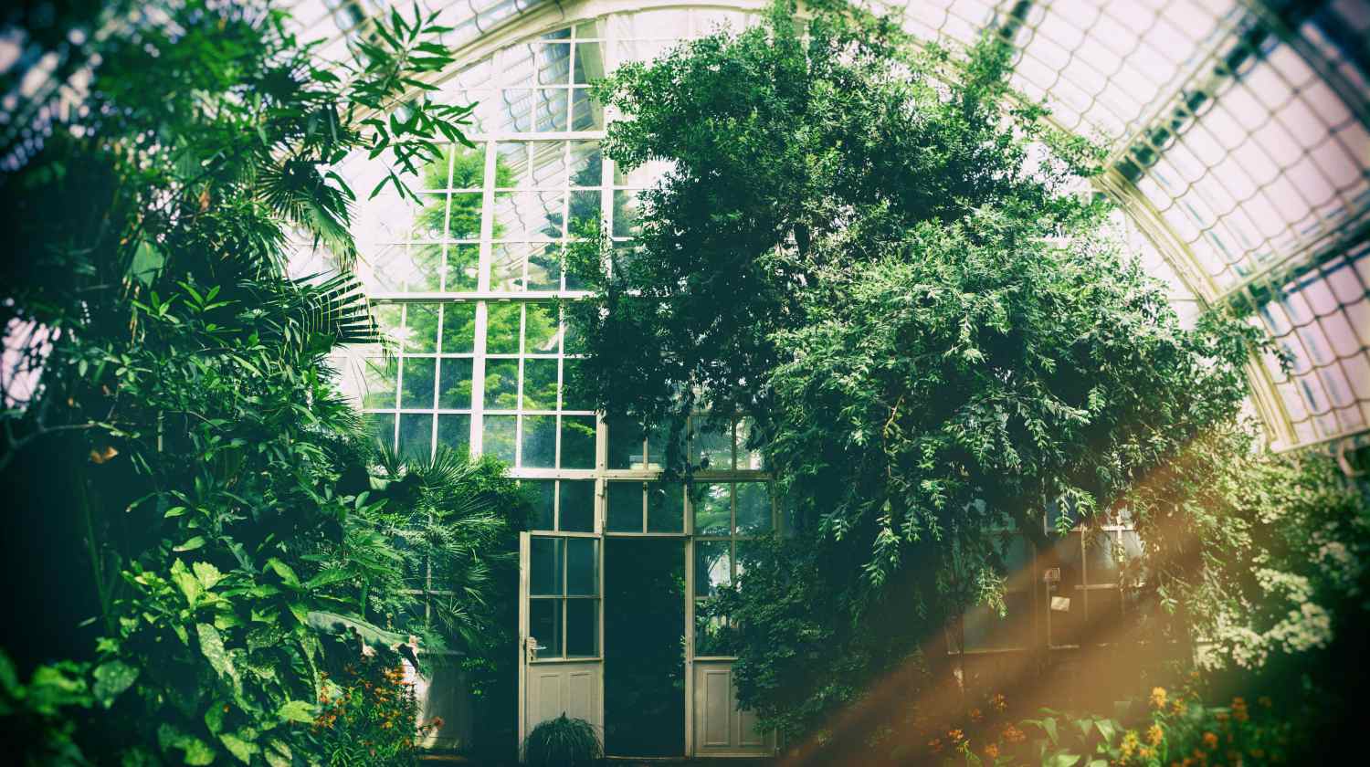 Feature | greenhouse trees | DIY Greenhouses | greenhouse design ideas