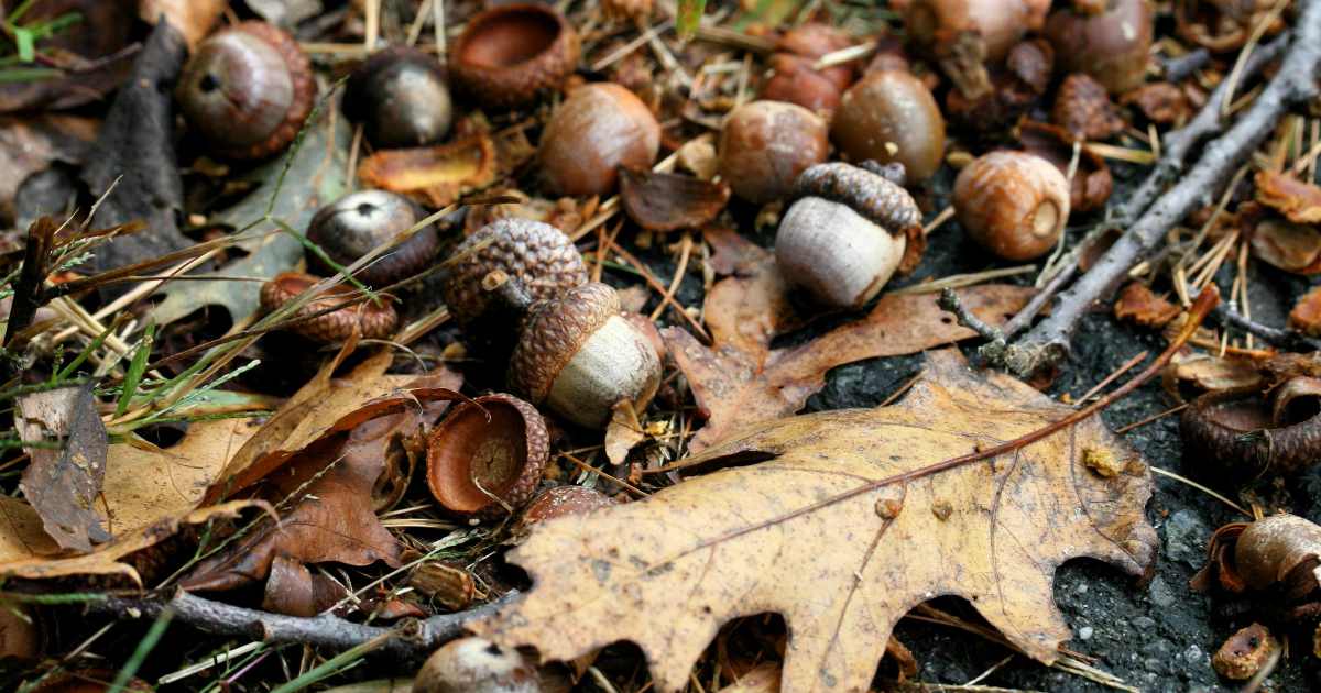 Acorns falling onto the ground | The Basic Snare: Trap For Your Life (Part 2)