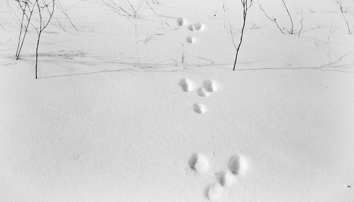 Footprints in the snow | The Basic Snare: Trap For Your Life (Part 2)