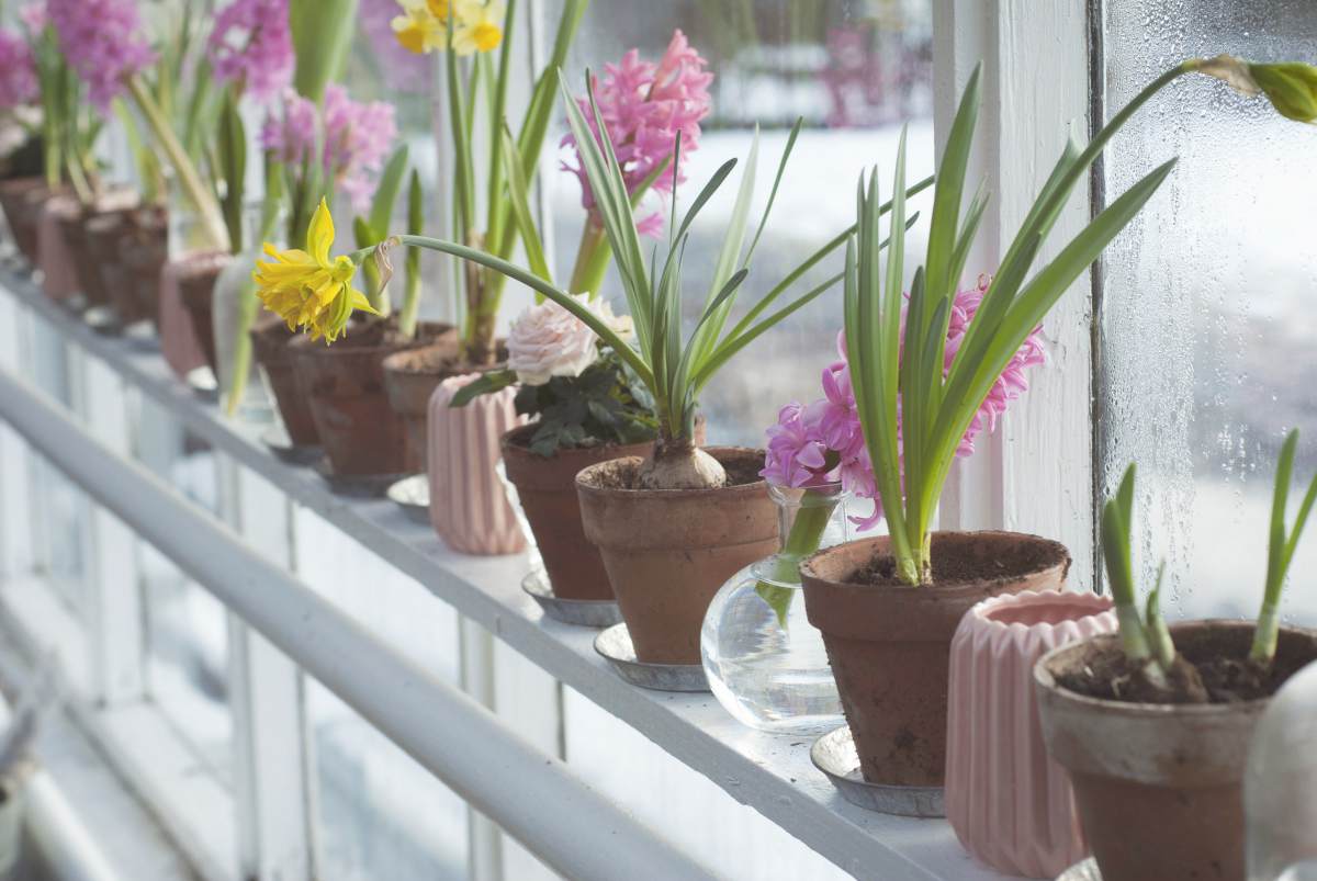flowers blossom | DIY Greenhouses | greenhouse design ideas