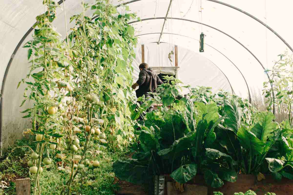 man ins greenhouse | DIY Greenhouses | greenhouse design ideas