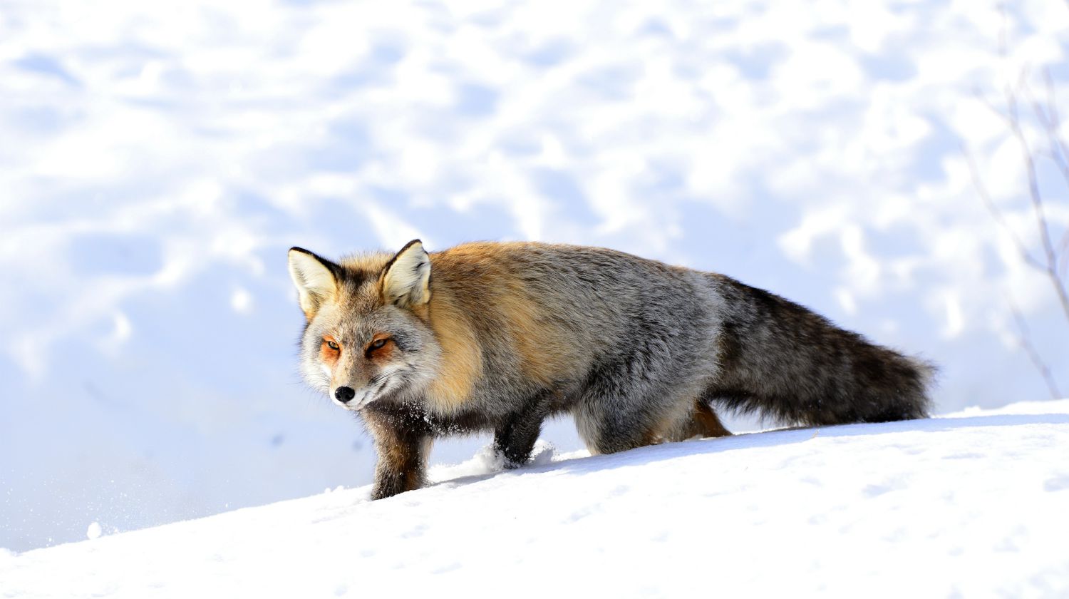 Feature | Fox in the snow | The Basic Snare: Trap For Your Life (Part 2)