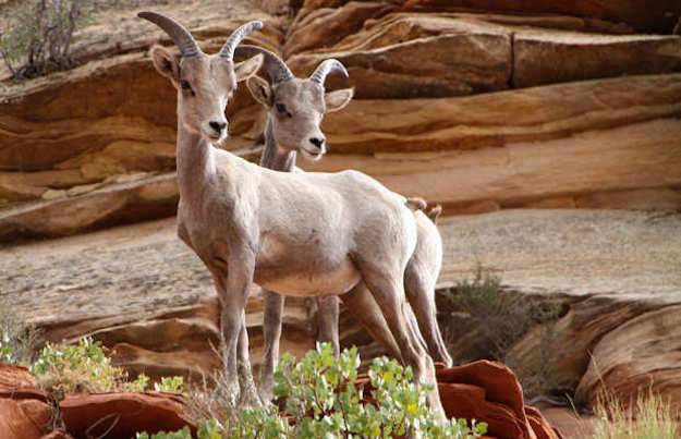 Wildlife | Zion National Park Camping | Survival Life National Park Series