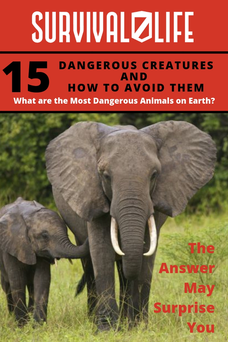 Check out 15 Dangerous Creatures and How to Avoid Them at https://survivallife.com/dangerous-creatures/