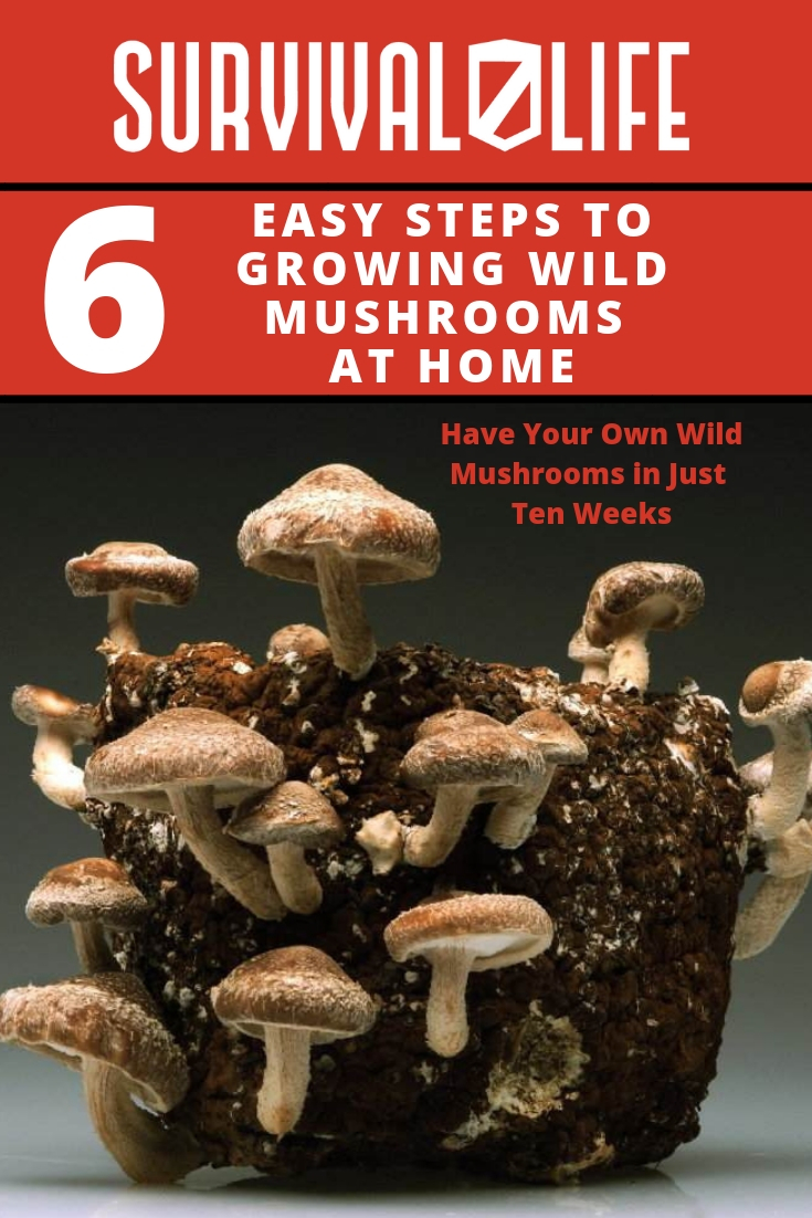 Check out 6 Easy Steps to Growing Wild Mushrooms at Home at https://survivallife.com/growing-wild-mushrooms/