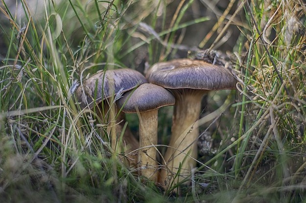Growing Wild Mushrooms 2 pb
