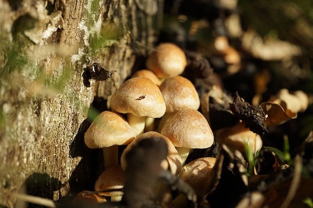 Growing Wild Mushrooms 3 pb