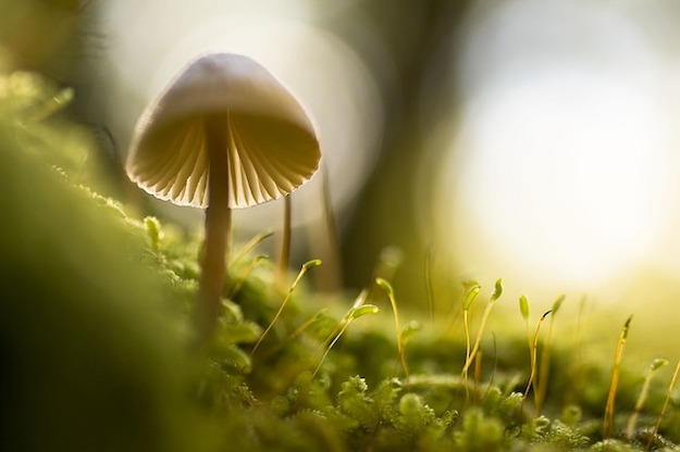 Growing Wild Mushrooms 4 pb