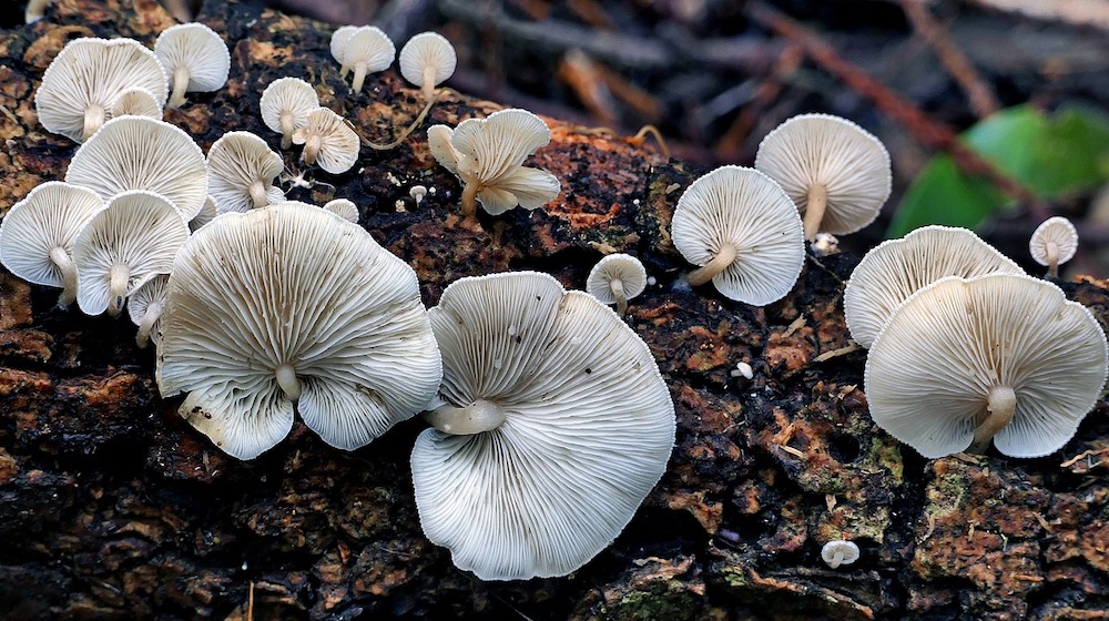 Growing Wild Mushrooms feature pb