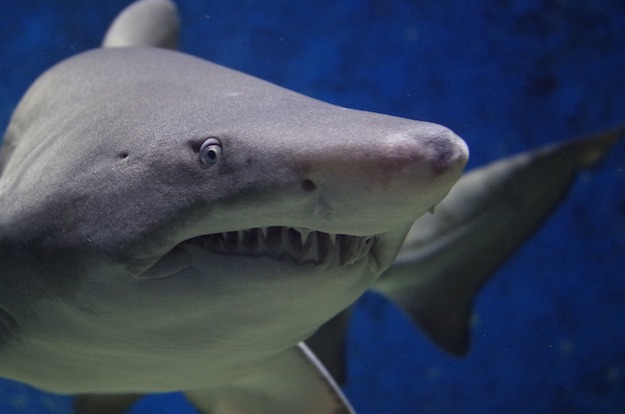 Sharks | Dangerous Creatures and How to Avoid Them