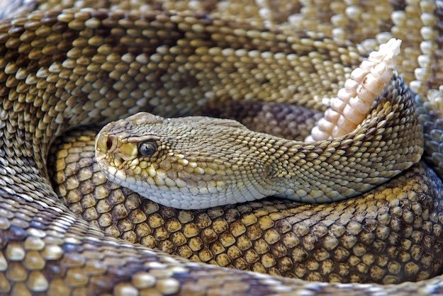 Venomous Snakes | Dangerous Creatures and How to Avoid Them