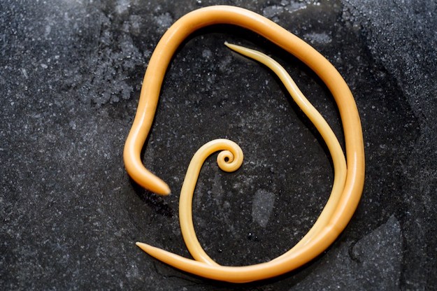 Ascaris Roundworm | Dangerous Creatures and How to Avoid Them