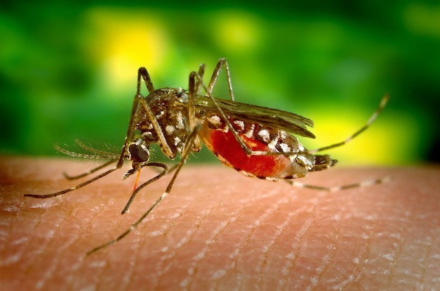Mosquitoes | Dangerous Creatures and How to Avoid Them