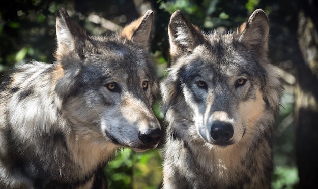 Wolves | Dangerous Creatures and How to Avoid Them