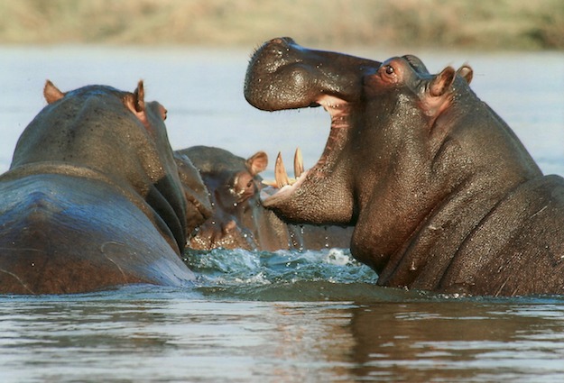 Hippos | Dangerous Creatures and How to Avoid Them
