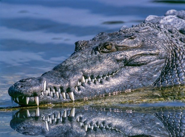 Crocodiles | Dangerous Creatures and How to Avoid Them