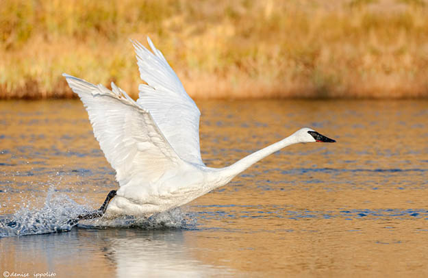grand-teton-national-park-trumpeter-swan