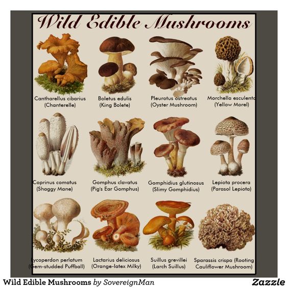 6 Easy Steps to Growing Wild Mushrooms at Home - Total Survival