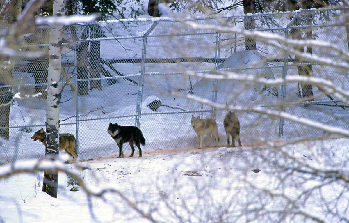 Wolf pen | Yellowstone Wolves: The Return Of The Wolf To Yellowstone