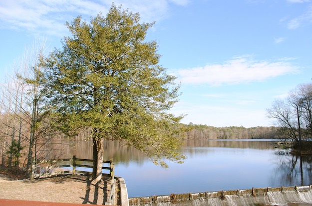 Best Campgrounds in Delaware | Trap Pond State Park