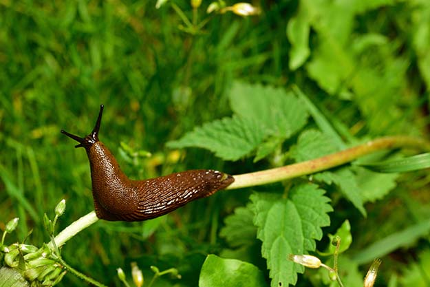 repel slugs with epsom salt